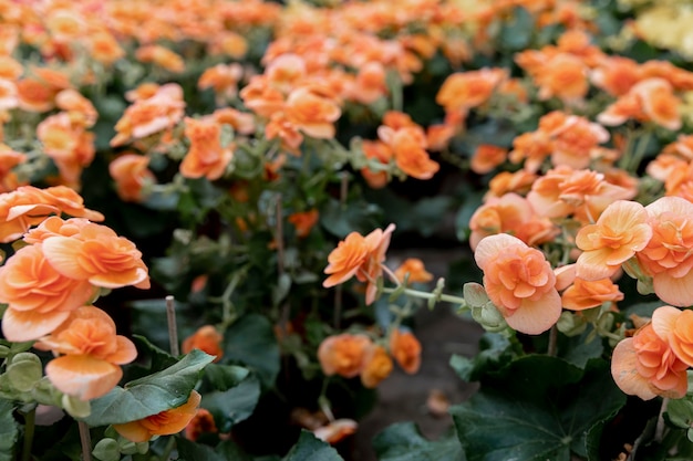 Disposizione con bellissimi fiori d'arancio