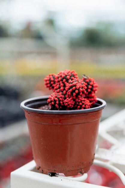 Disposizione con fiore di cactus rosso in vaso