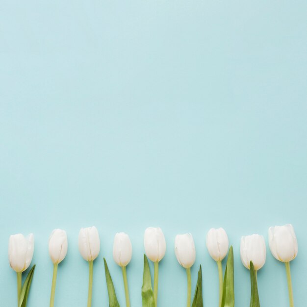 Disposizione dei fiori bianchi del tulipano sul fondo blu dello spazio della copia