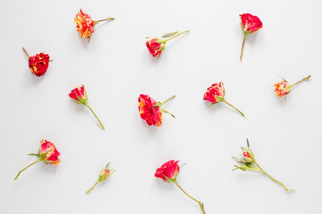 Disposizione dei fiori rossi del garofano su fondo bianco