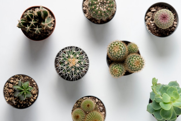Disposizione delle piante di cactus vista dall'alto