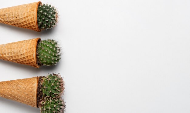 Disposizione delle piante di cactus vista dall'alto