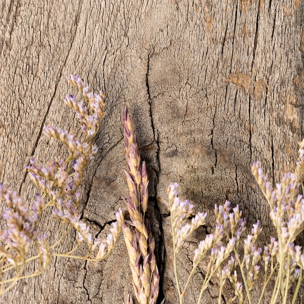 Disposizione delle piante secche su fondo di legno