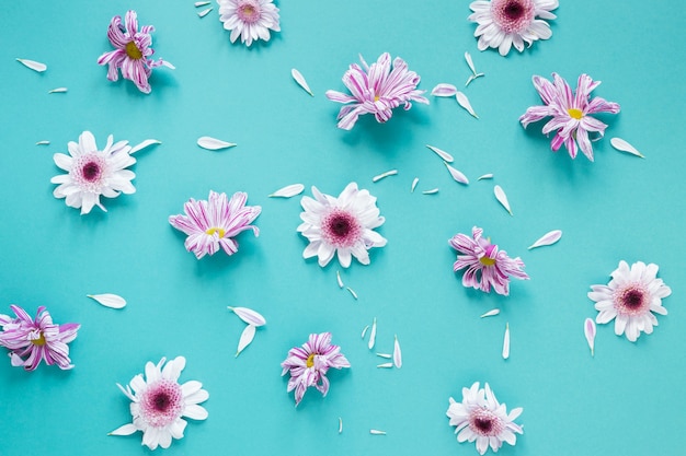 Disposizione di fiori e petali viola pastello