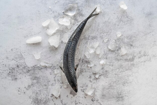 Disposizione di frutti di mare sani