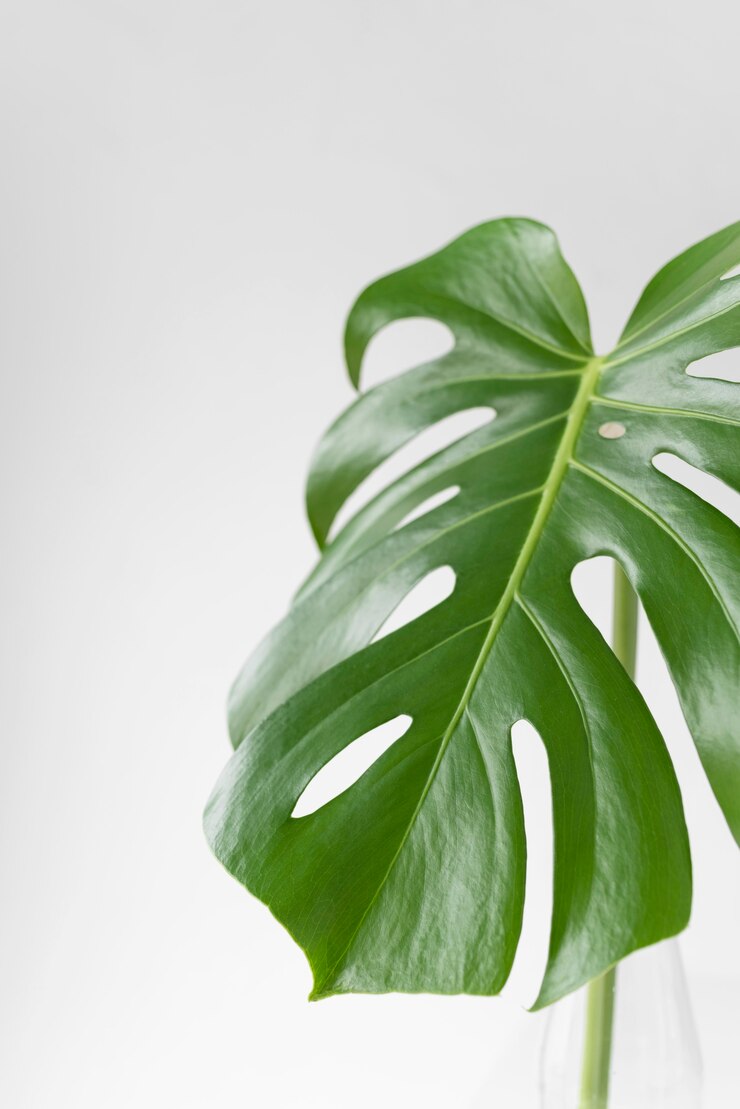 Foto gratuito disposizione minima delle foglie tropicali
