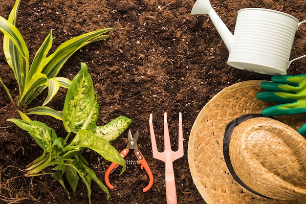 Disposizione piana delle attrezzature verdi della pianta e del giardino