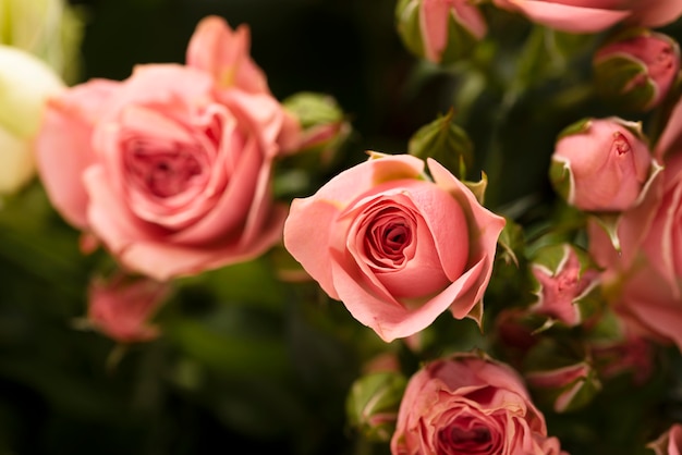 Disposizione piatta di fiori di rosa colorati splendidamente sbocciati