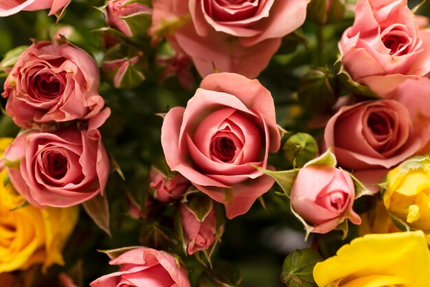 Disposizione piatta di fiori di rosa colorati splendidamente sbocciati