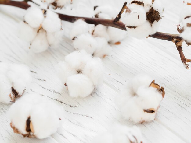 Disposizione ravvicinata con fiori di cotone