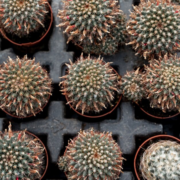 Disposizione vista dall'alto con cactus in vaso