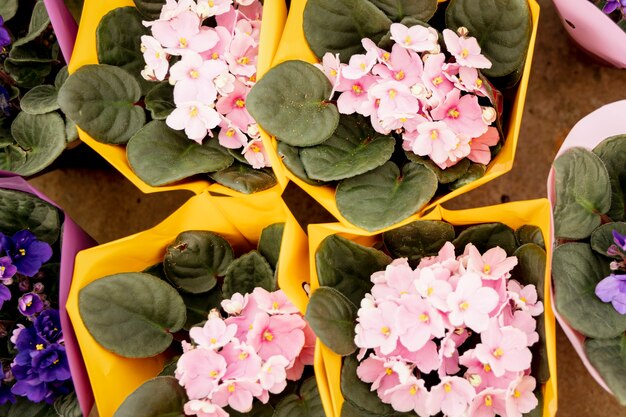 Disposizione vista dall'alto con fiori rosa e viola