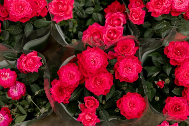 Disposizione vista dall'alto con peonie rosse