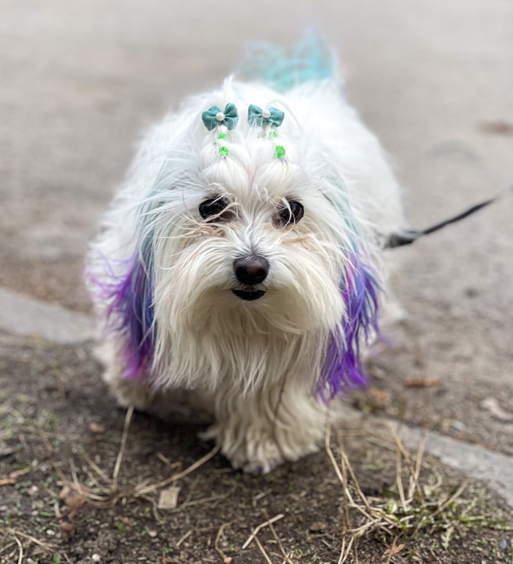 Foto gratuito divertente cane maltese con fili colorati in una passeggiata.