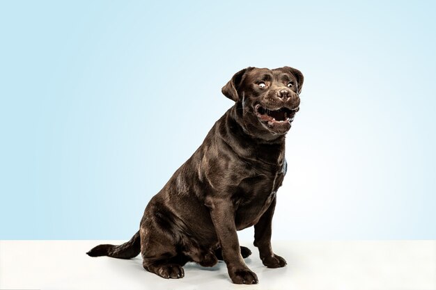 Divertente cioccolato labrador retriever cane seduto in studio