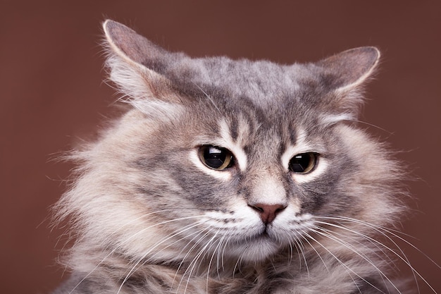 Divertente gatto scontroso in studio su sfondo marrone. Foto ravvicinata dell'animale domestico di famiglia