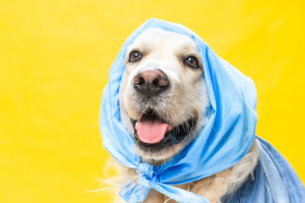 Divertente golden retriever bianco vestito con una bandana come una vecchia signora