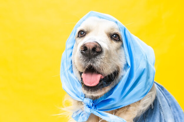 Divertente golden retriever bianco vestito con una bandana come una vecchia signora