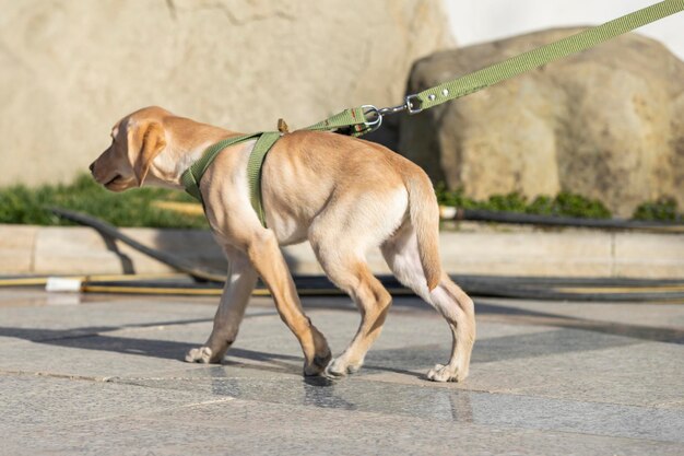 Dolce cucciolo che cammina al parco Foto di alta qualità