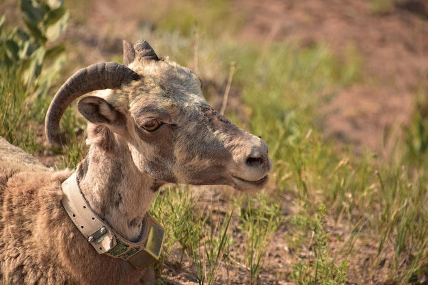 Dolce giovane pecora Bighorn in un giorno d'estate