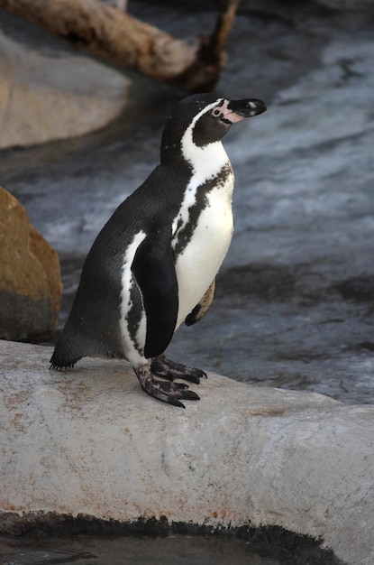 Dolce pinguino Gentoo in piedi su una roccia tra due piscine