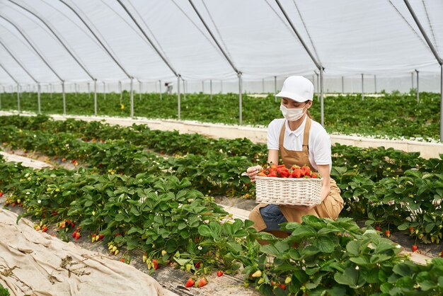 Donna accovacciata in maschera che raccoglie fragole