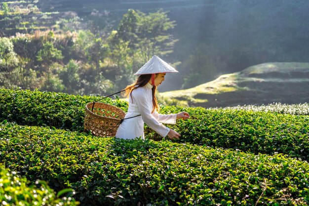 Donna asiatica che indossa la cultura del Vietnam tradizionale nel campo del tè verde.