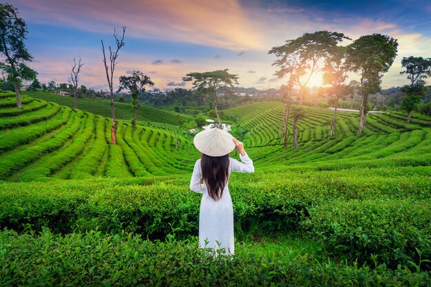Donna asiatica che indossa la cultura del Vietnam tradizionale nella piantagione di tè a Chiang Rai, Thailandia