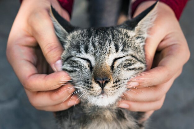 Donna che gioca con un gatto randagio