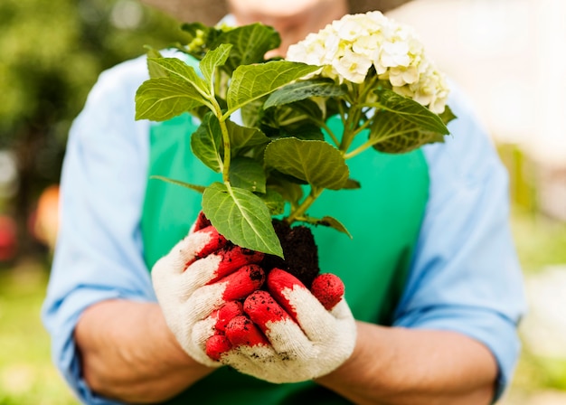 Donna che mantiene ortensie nelle mani