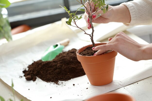 Donna che pianta un piccolo albero dentro la casa