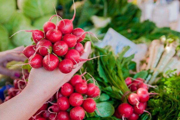 Donna che tiene ravanelli freschi. Dieta, Alimentazione sana e lifesty