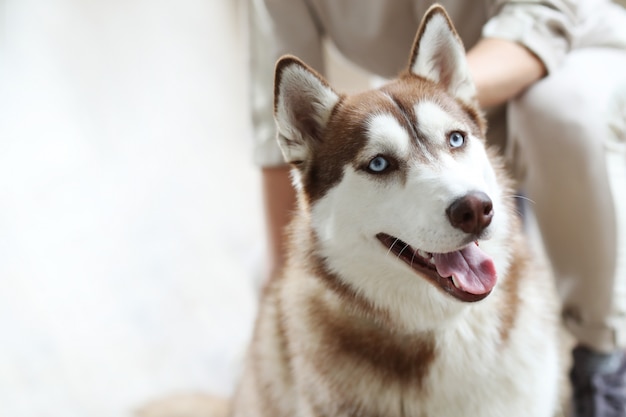 Donna con husky