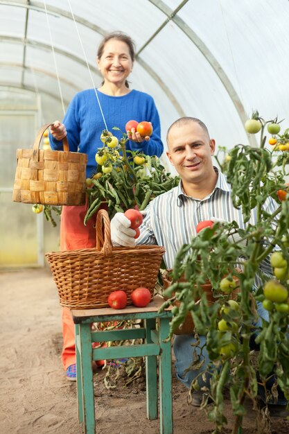 Donna e uomo in pianta di pomodoro