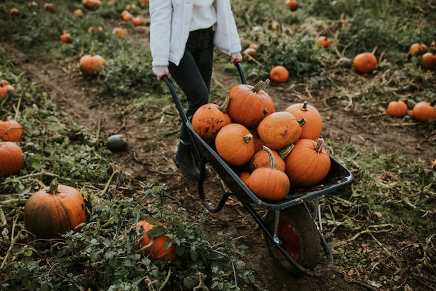 Donna in un campo di zucche prima di Halloween