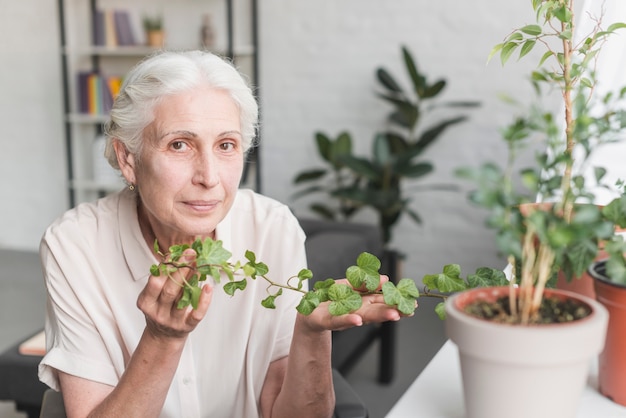 Donna maggiore che tiene edera verde fresca in sue mani