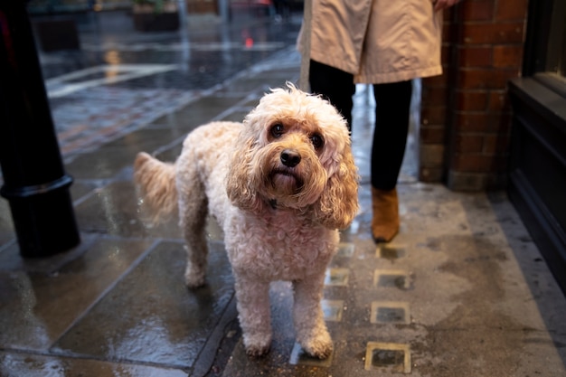 Donna matura che porta a spasso il suo cane mentre piove