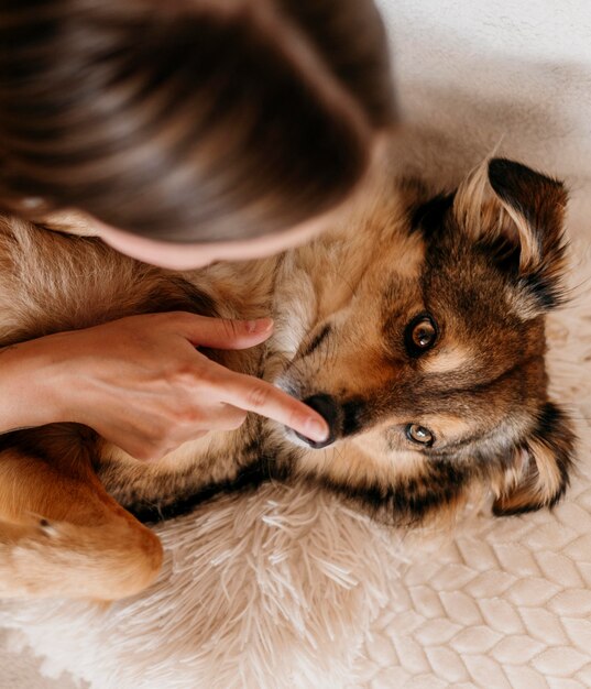 Donna petting adorabile cane