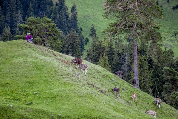 Donna seduta su una collina coperta di verde circondata da mucche al pascolo durante il giorno