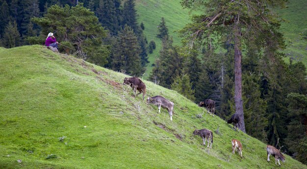 Donna seduta su una collina coperta di verde circondata da mucche al pascolo durante il giorno