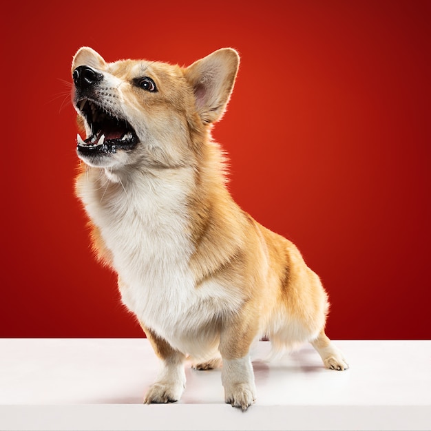 Dove stai andando senza di me. Il cucciolo di Welsh Corgi Pembroke è in posa. Cagnolino o animale domestico lanuginoso sveglio è seduto isolato su priorità bassa rossa. Servizio fotografico in studio. Spazio negativo per inserire il testo o l'immagine.