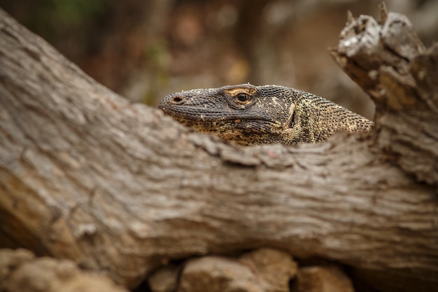 Drago di Komodo nel bellissimo habitat naturale sulla famosa isola in Indonesia