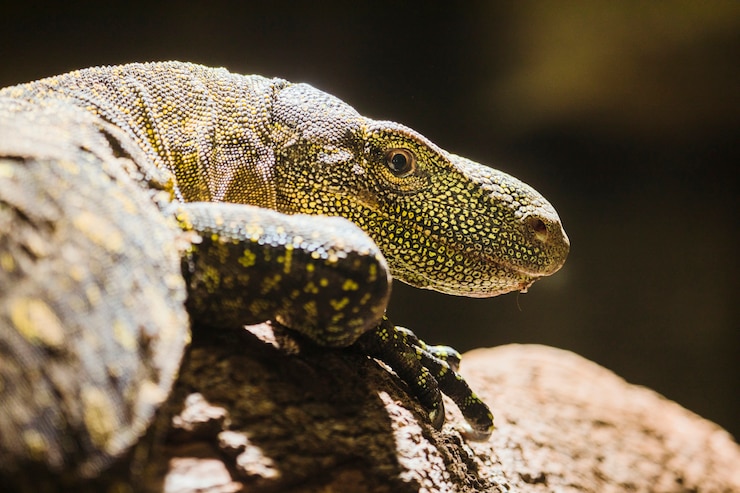 Foto gratuito drago di komodo