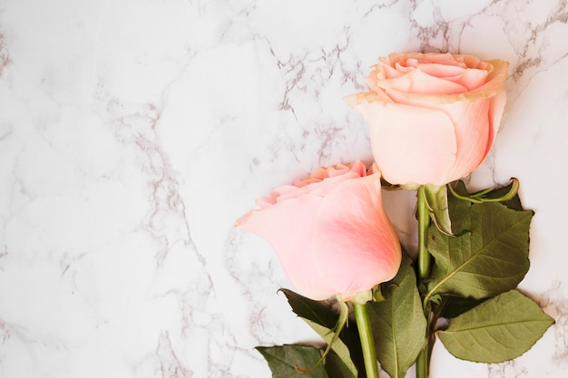 Due belle rose rosa su sfondo con texture di marmo