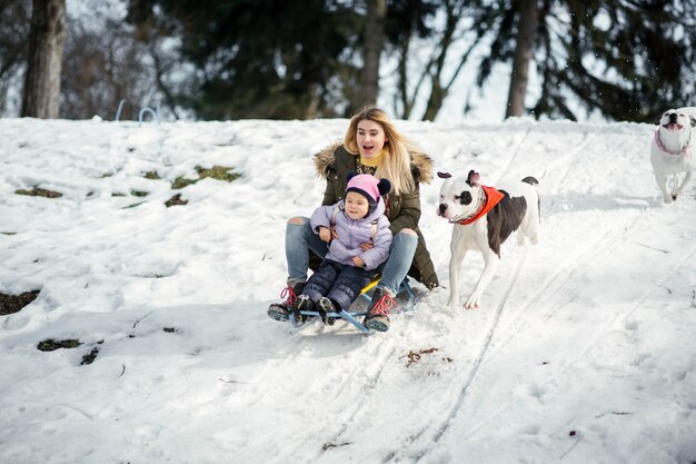 Due bulldog americani corrono dietro una donna bionda con una bambina sulla slitta