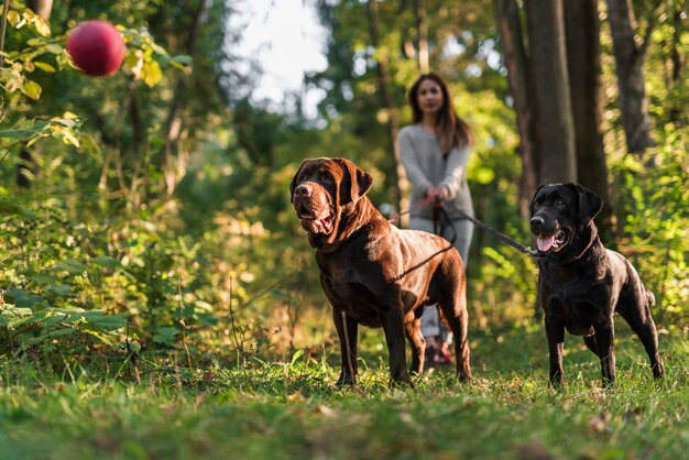 Due cani guardando palla rossa in aria in piedi con il proprietario dell&#39;animale domestico