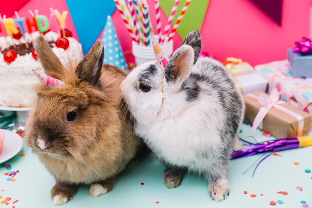 Due conigli seduti davanti alla decorazione di compleanno