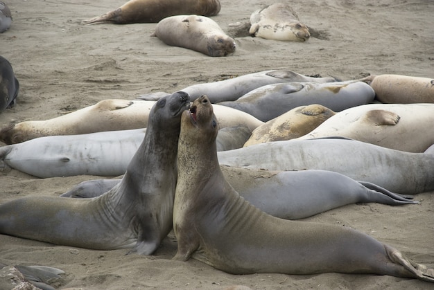 Due elefanti marini rivali a San Simeon Beach, California