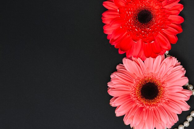 Due fiori di gerbera brillante sul tavolo scuro
