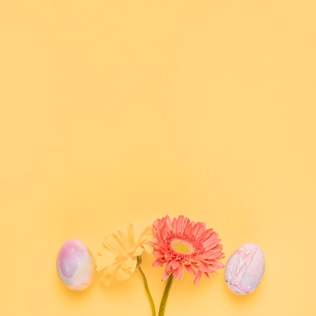 Due fiori freschi della gerbera con le uova di Pasqua variopinte sul contesto giallo con lo spazio della copia per la scrittura del testo